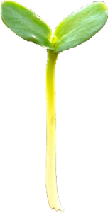 baby sprout