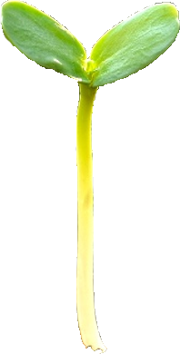 baby sprout