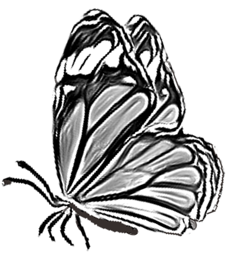 sketch butterfly