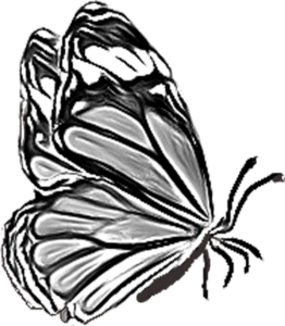 sketch butterfly