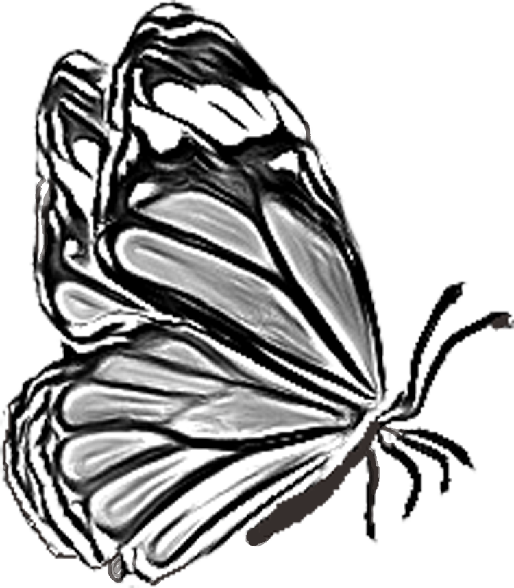 sketch butterfly