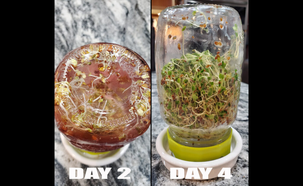 sprout seeds