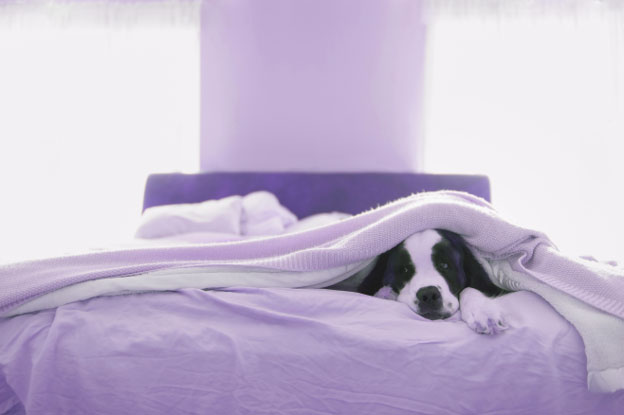 dog in bed