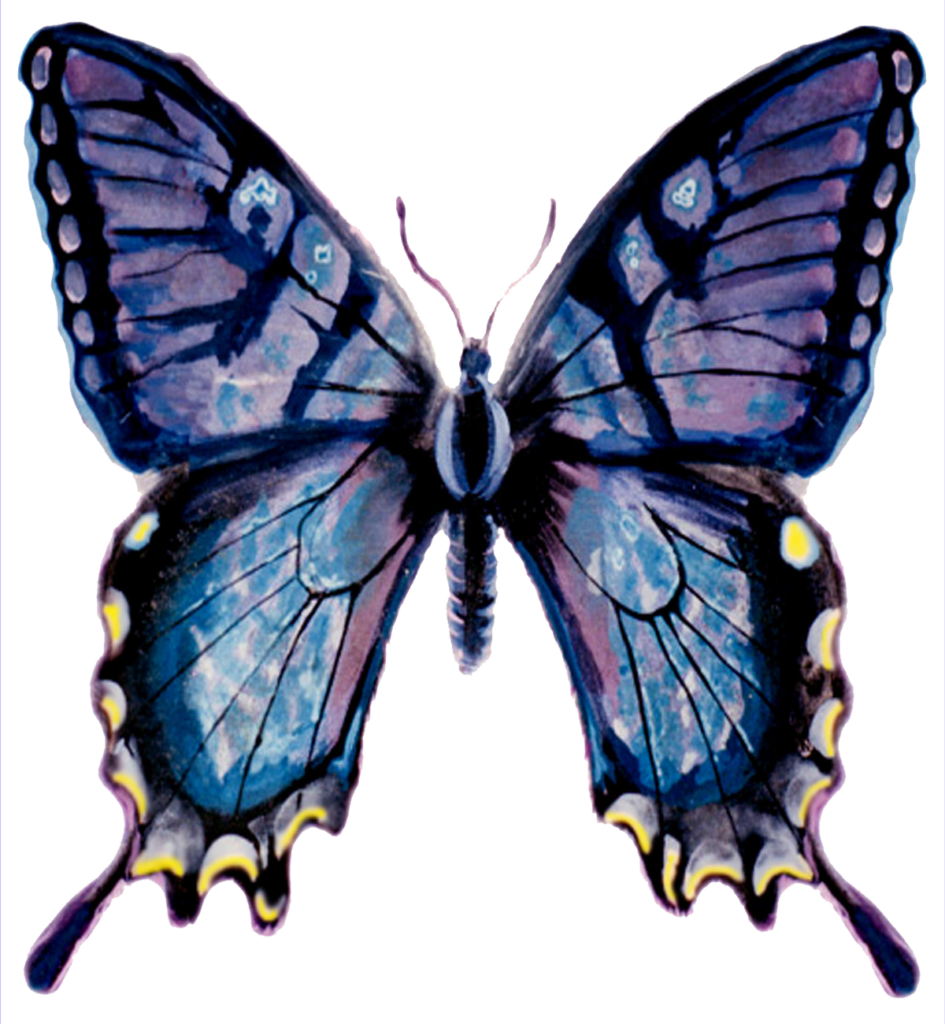 butterfly