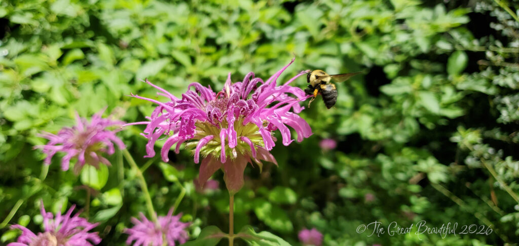 bee hovering over purple beebalm flower botanical garden savannah georgia