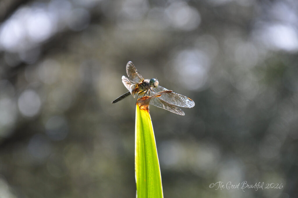 dragonfly perched on blade of lily kanapaha gardens gainesville florida