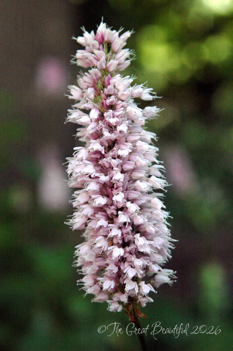 light pink wildflower
