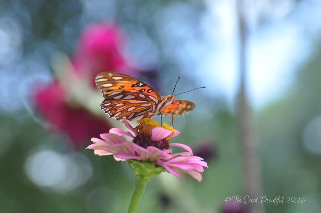 gulf fritillary butterfly on a pink zinnia florida