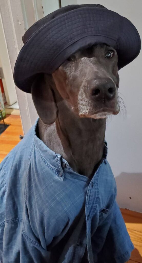 dog hat shirt