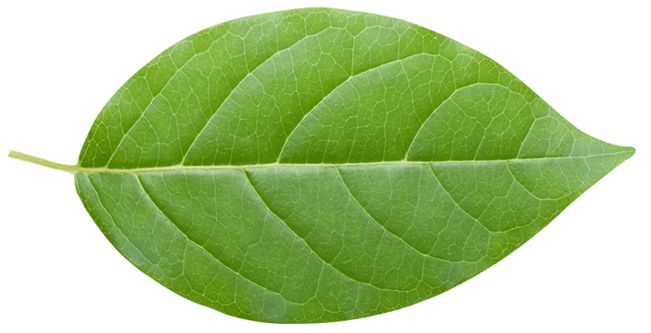 little green leaf horiz