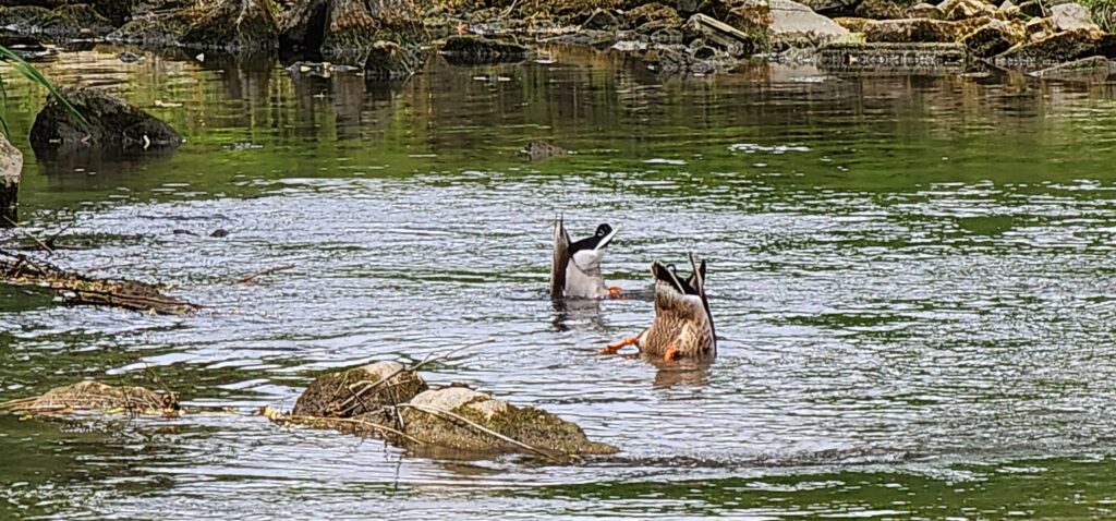 duck butts