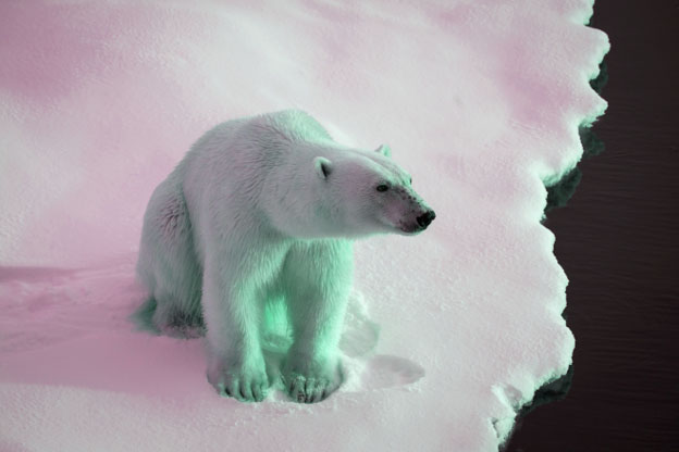 polar bear
