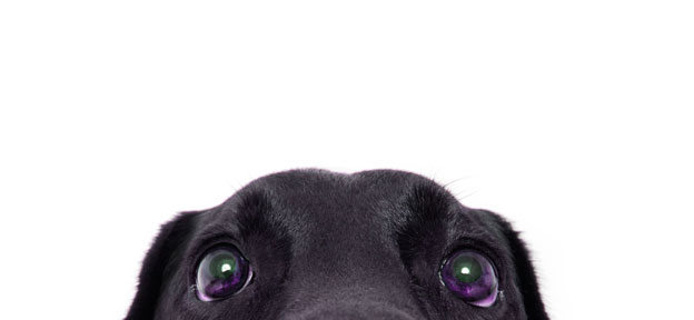 scared dog