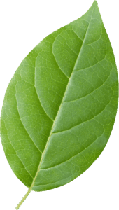 single green leaf