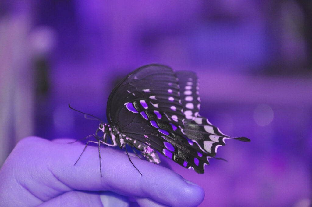 Purple butterfly on finger
