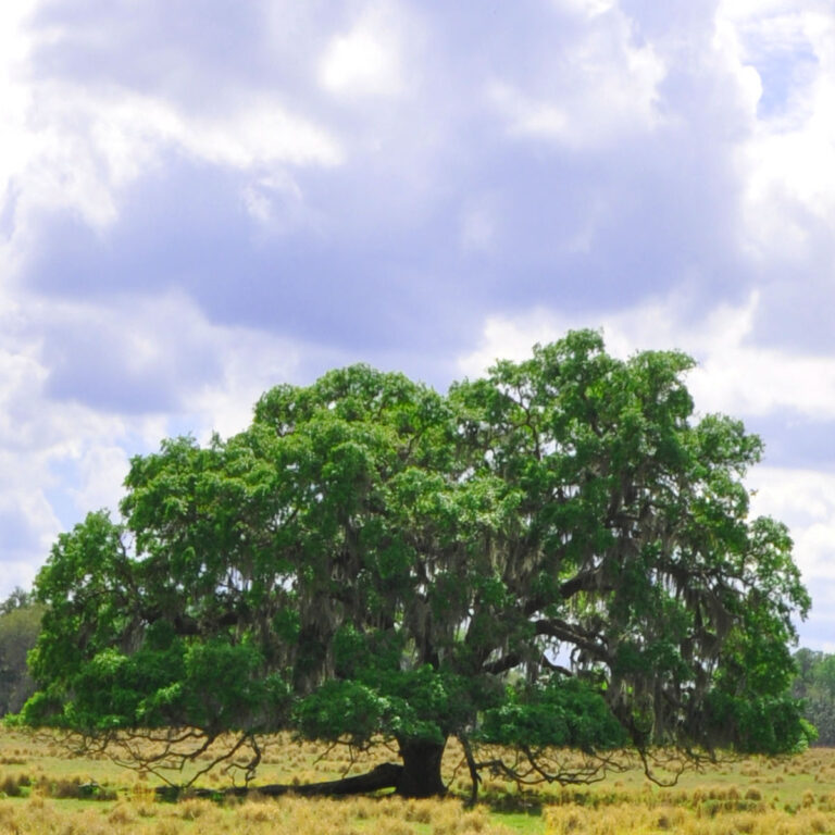 oak tree