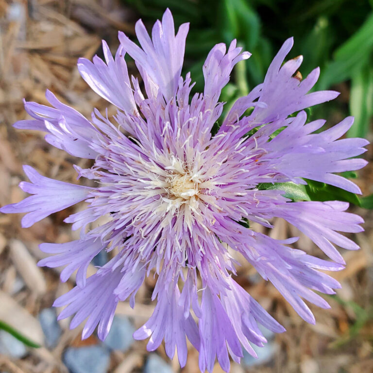 stokes aster