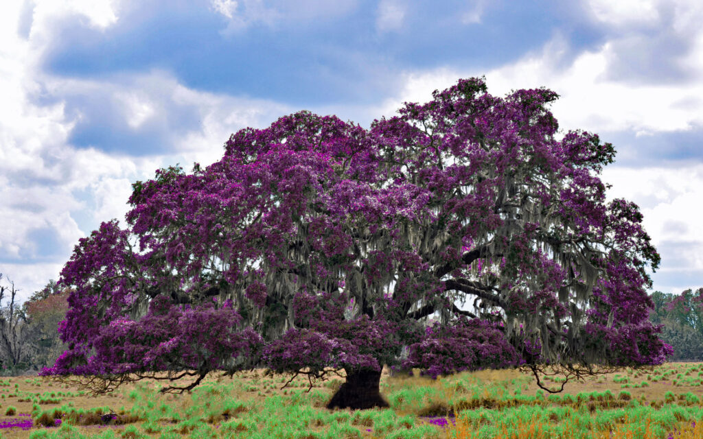 giant purple tree