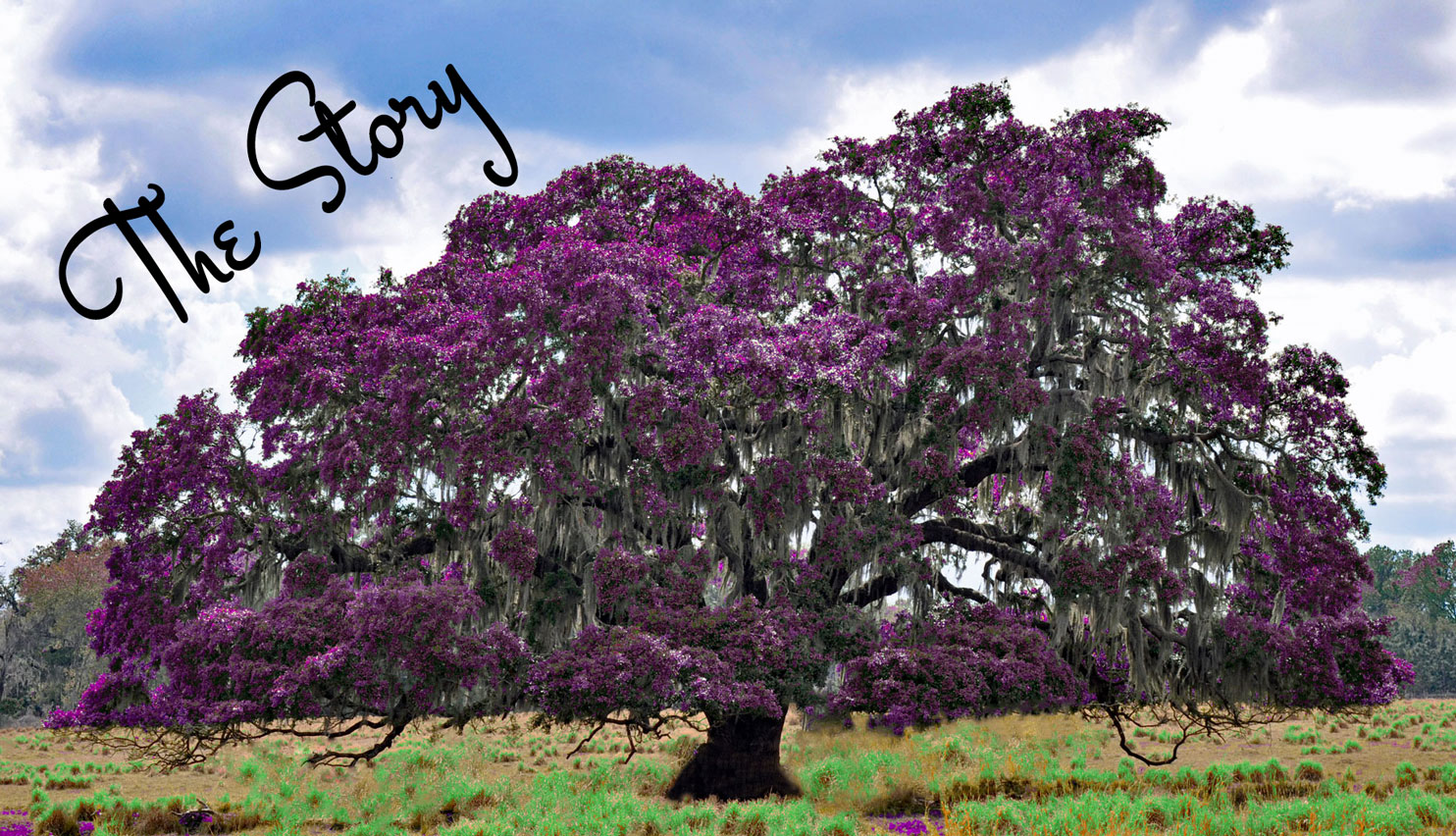 the story