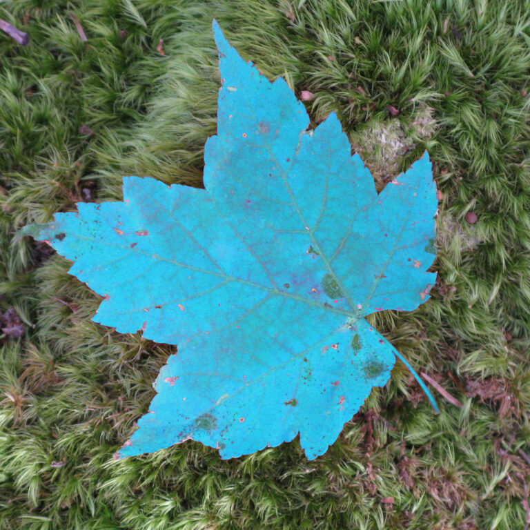 turquoise leaf