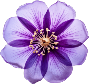 Purple Flower