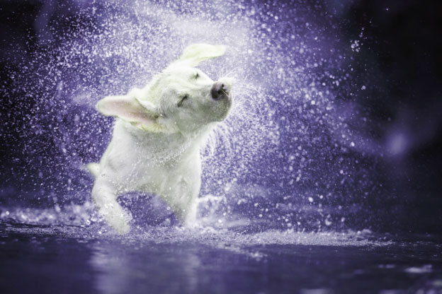wet dog
