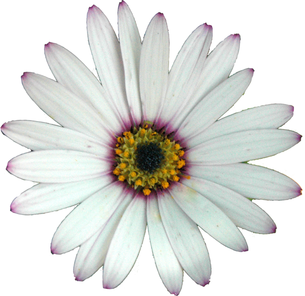 white daisy