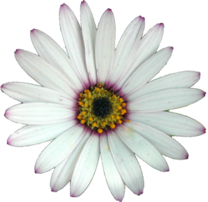 white daisy