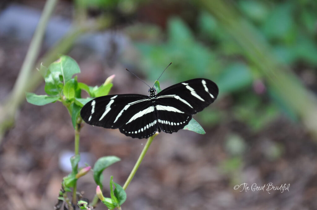 zebra longwing tampa florida