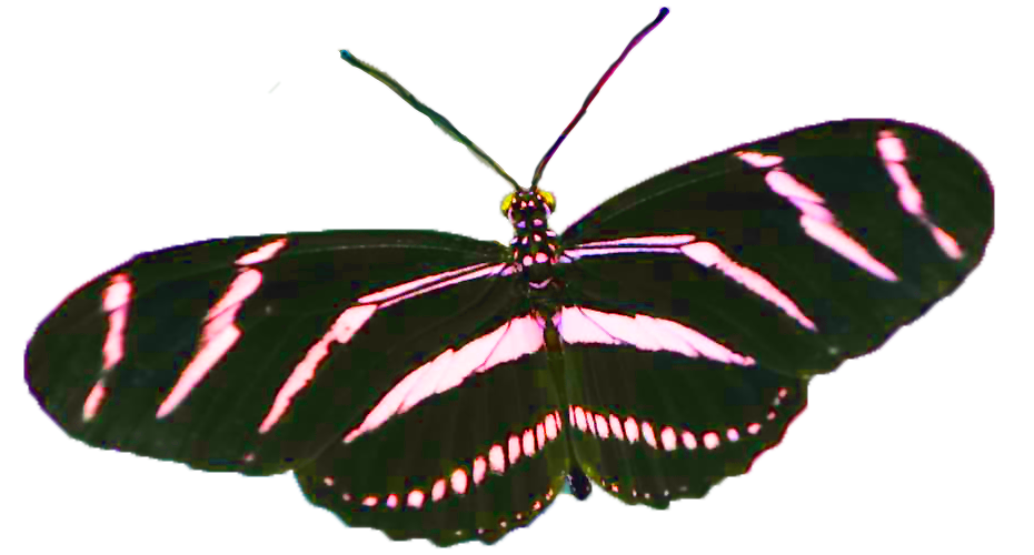 pink zebra longwing butterfly