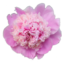 BigPinkPeony