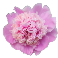 Big Pink Peony Flower