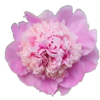 BigPinkPeony500K