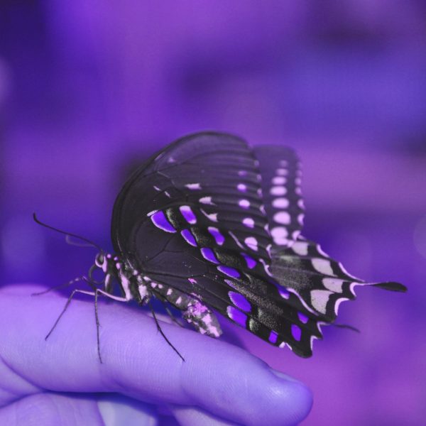 Purple butterfly on finger