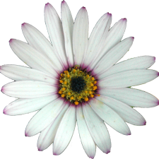 white daisy