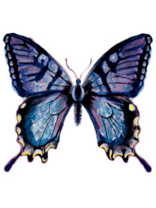 TGB flutterby tiny