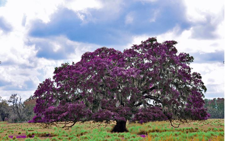 Great Beautiful Tree